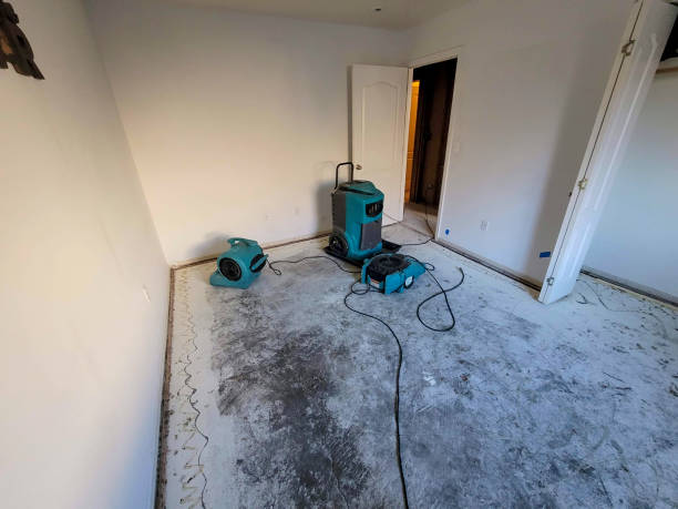 Best Mold removal after water damage  in Walsenburg, CO
