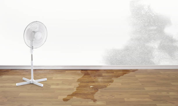 Best Flood damage cleanup  in Walsenburg, CO