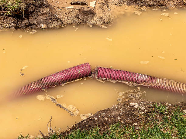 Best Water damage restoration mold remediation  in Walsenburg, CO